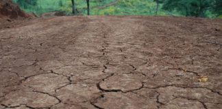 Falta de chuva prejudica produtores catarinenses, especialmente no Oeste