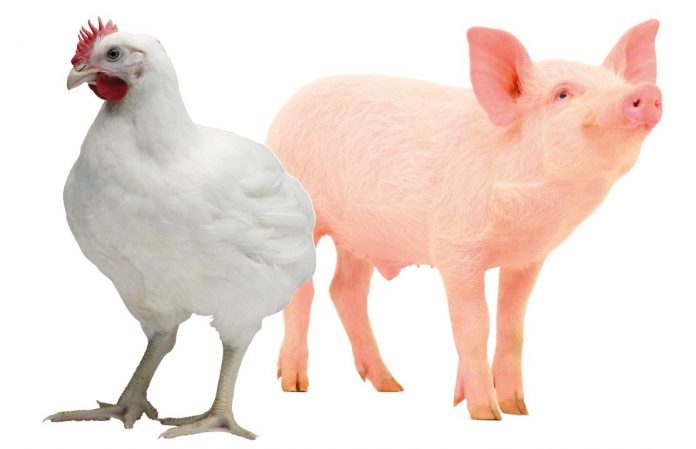 suínos e ave