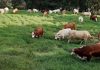 Novo protocolo para exportação de carne bovina (Agro)