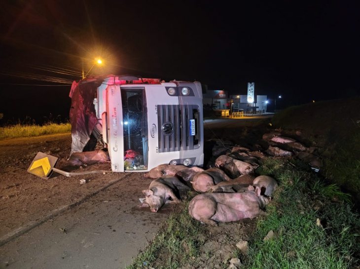 Caminhão de porcos tomba na BR-282 em Cordilheira Alta
