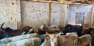 Caoagro identifica criação irregular de bovinos em Irani