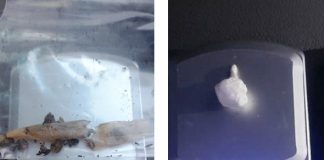 PM registra duas ocorrências de posse de entorpecentes em Concórdia