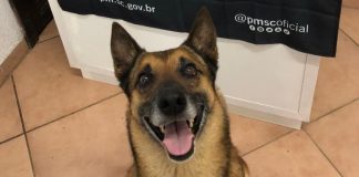 Cão da PM localiza drogas próximo a ponto de tráfico em Concórdia