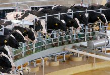 As explicações para a crise no leite (Agro)