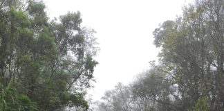 Colisão frontal deixa cinco feridos em Modelo