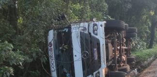 Caminhão carregado com porcos capota na BR-282 em Saudades