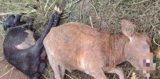 Ataque de cães deixa cinco terneiros mortos em Capinzal
