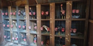 Polícia flagra situação de maus tratos a animais e rinha de galo em Chapecó