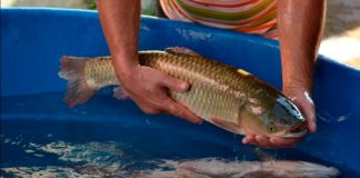 Feira do Peixe Vivo em Seara será neste sábado, 23