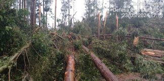 Frente de rajada atinge o Extremo Oeste e causa destelhamentos e danos em plantação de eucaliptos