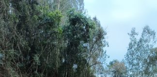 Estrada de Quatro Irmãos, interior de Xavantina, é liberada