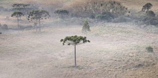 SC amanhece com geada e temperaturas abaixo de zero