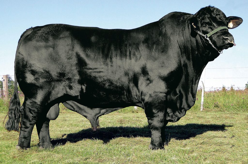 EXPOCHAPECÓ terá grande programação sobre a raça Brangus