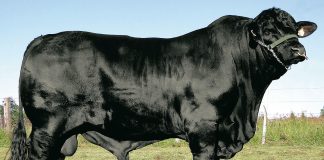 EXPOCHAPECÓ terá grande programação sobre a raça Brangus