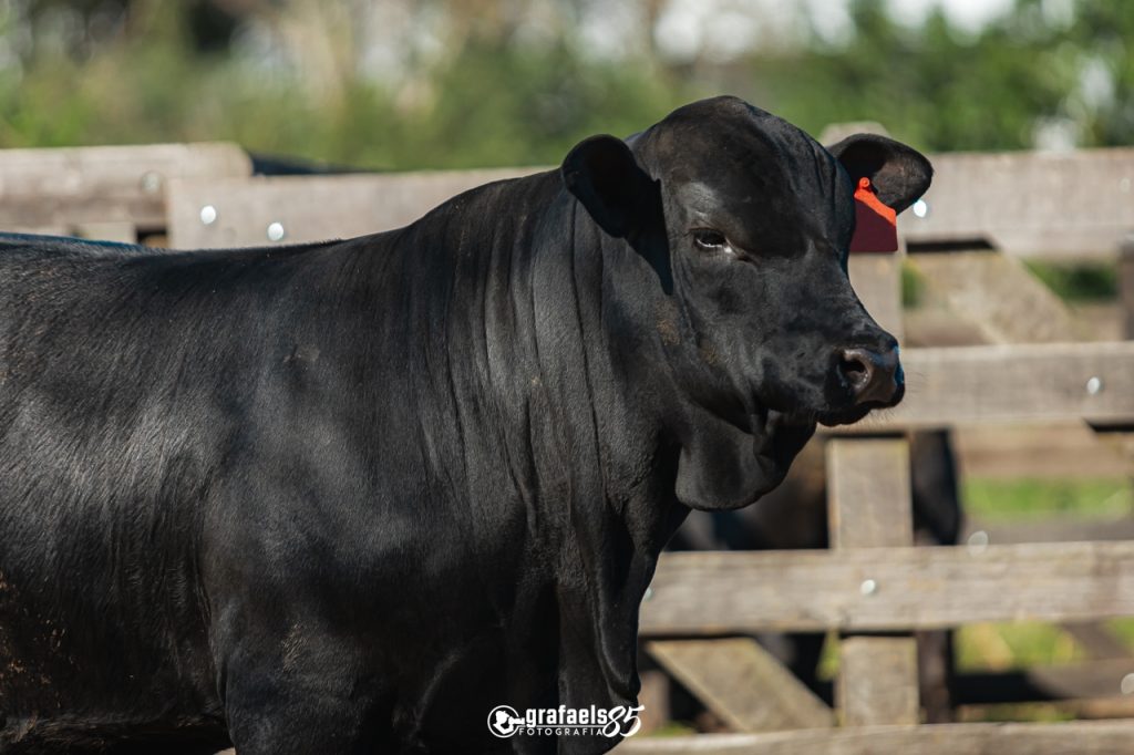 Expo Chapecó movimentará o agronegócio do sul do Brasil nesta semana