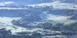 Em pleno novembro, amanhecer desta quarta-feira (13) tem registro de geada em São Joaquim