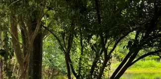 Idosa é encontrada morta dentro de açude em São Miguel do Oeste