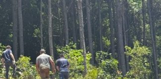 Homem morre atingido por árvore em Joaçaba