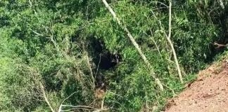 Homem morre ao ser atingido por árvore em São Miguel do Oeste