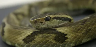 Secretaria da Saúde alerta para o risco de acidentes com animais peçonhentos devido ao calor e chuvas intensas