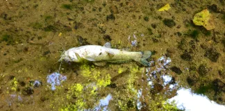 Vazamento de óleo causa morte de peixes em riacho de Seara