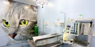 Mutirão de castração de animais em Itá será na segunda-feira, 24