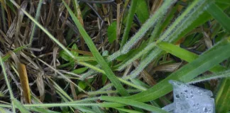 Vândalos deixam dois bairros sem água em Concórdia