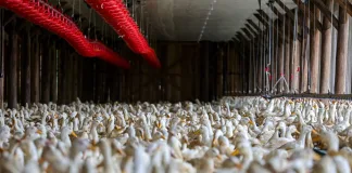 Santa Catarina intensifica medidas de defesa sanitária após confirmação de foco de Influenza Aviária no RS