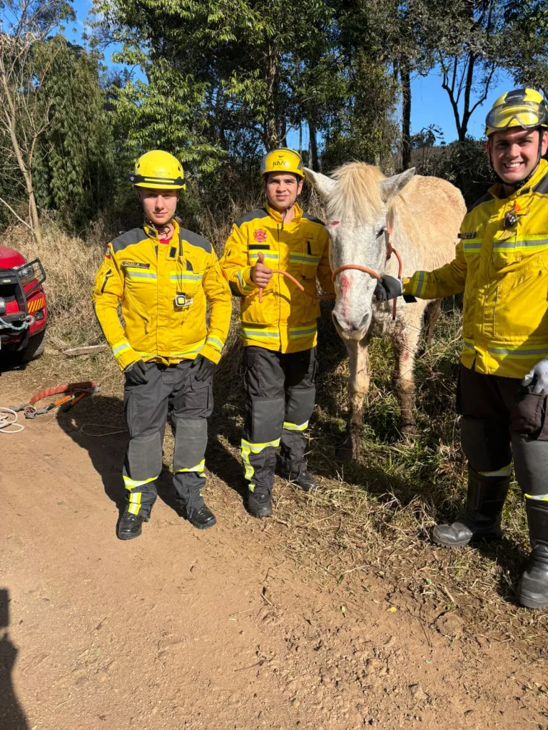 Bombeiros resgatam cavalo em Ponte Serrada
