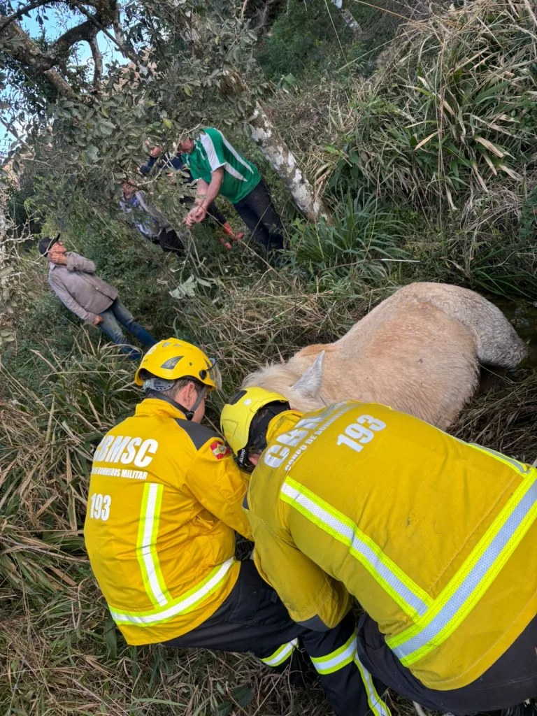 Bombeiros resgatam cavalo em Ponte Serrada