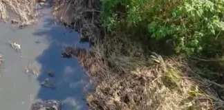 Dejetos de suínos são despejados em rio no interior de Itá