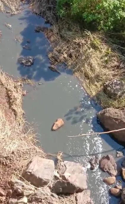 Dejetos de suínos são despejados em rio no interior de Itá