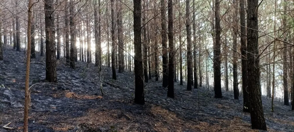 Bombeiros combatem incêndio em grande área de mata em Irani