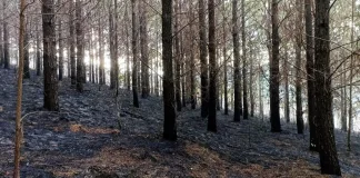Bombeiros combatem incêndio em grande área de mata em Irani