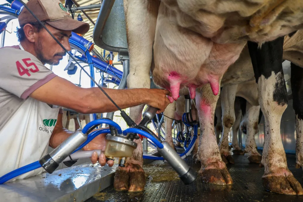 SC renova medida para proteger indústria leiteira e garantir competitividade dos produtores locais