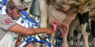 SC renova medida para proteger indústria leiteira e garantir competitividade dos produtores locais