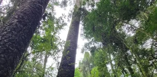 20ª Edição do Projeto “A Criança e a Natureza” começa nesta semana em Ipumirim