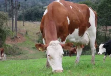 Investimento em genética gera ganhos de produtividade (Agro)