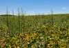 Preocupações para a próxima safra (Agro)