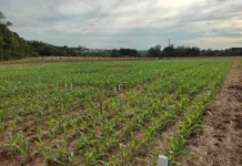 Frio tardio traz prejuízos à produção de milho (Agro)