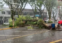 Vendaval causa queda de árvores e transtornos em Itá