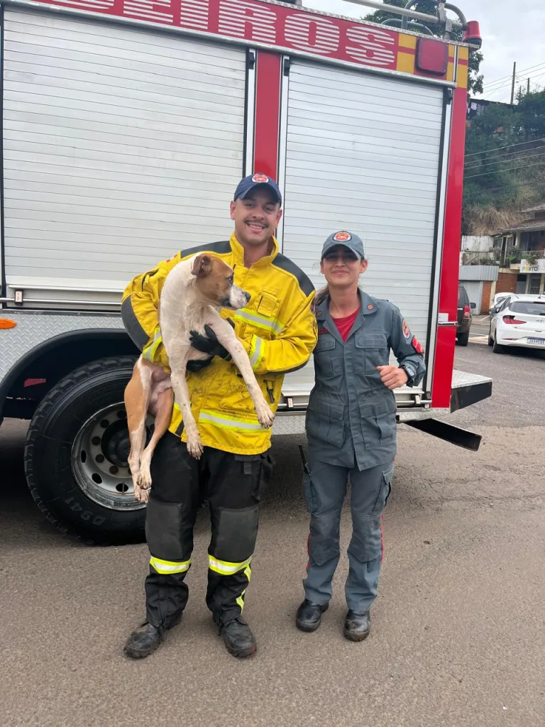 Bombeiros resgatam cão no rio Caçador