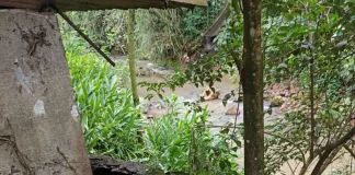 Bombeiros resgatam cão no rio Caçador