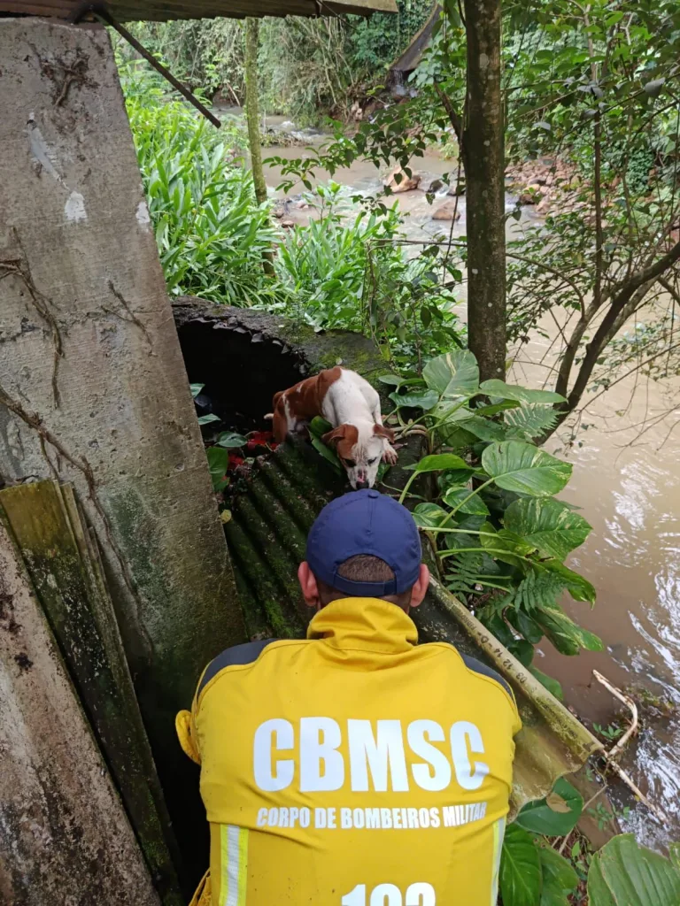 Bombeiros resgatam cão no rio Caçador