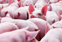 Preço do suíno vivo sofre nova queda na integração