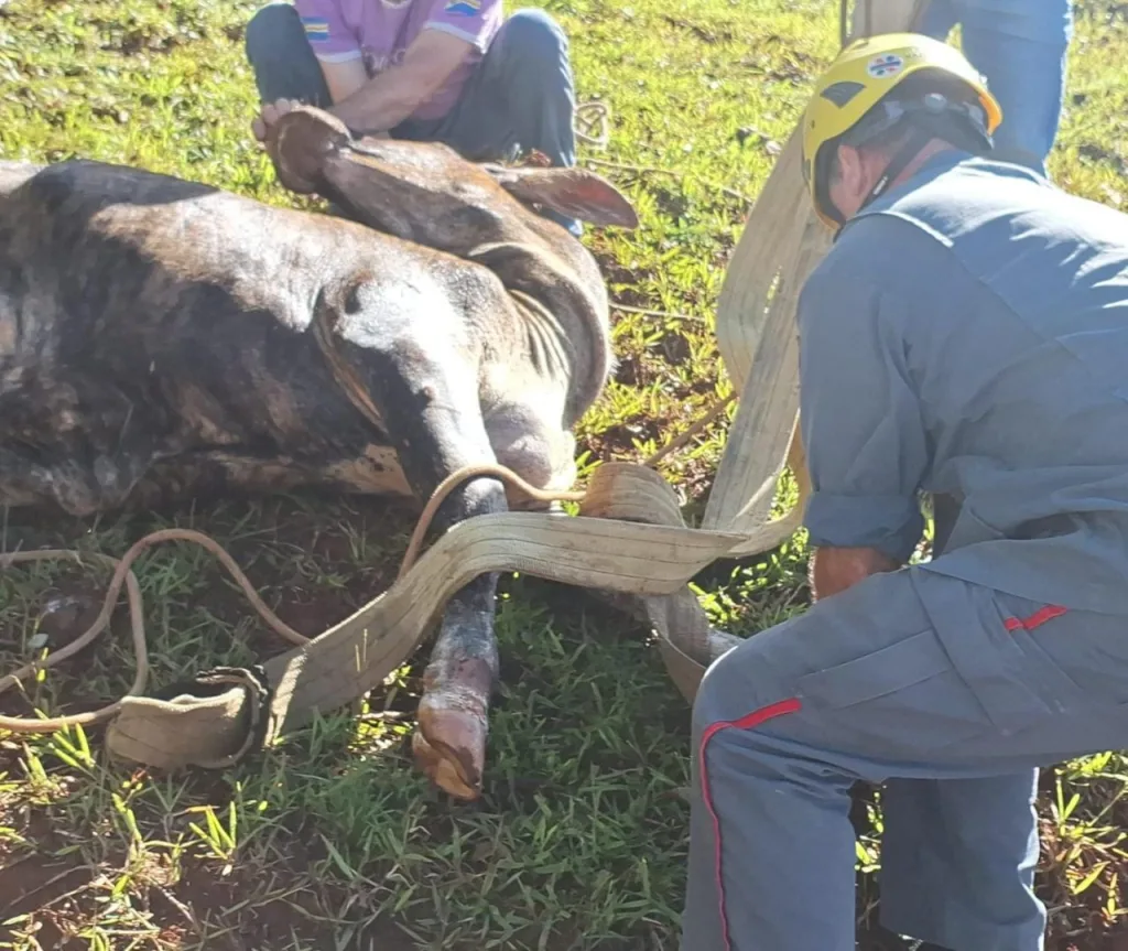 Boi é resgatado de poço em Ipira