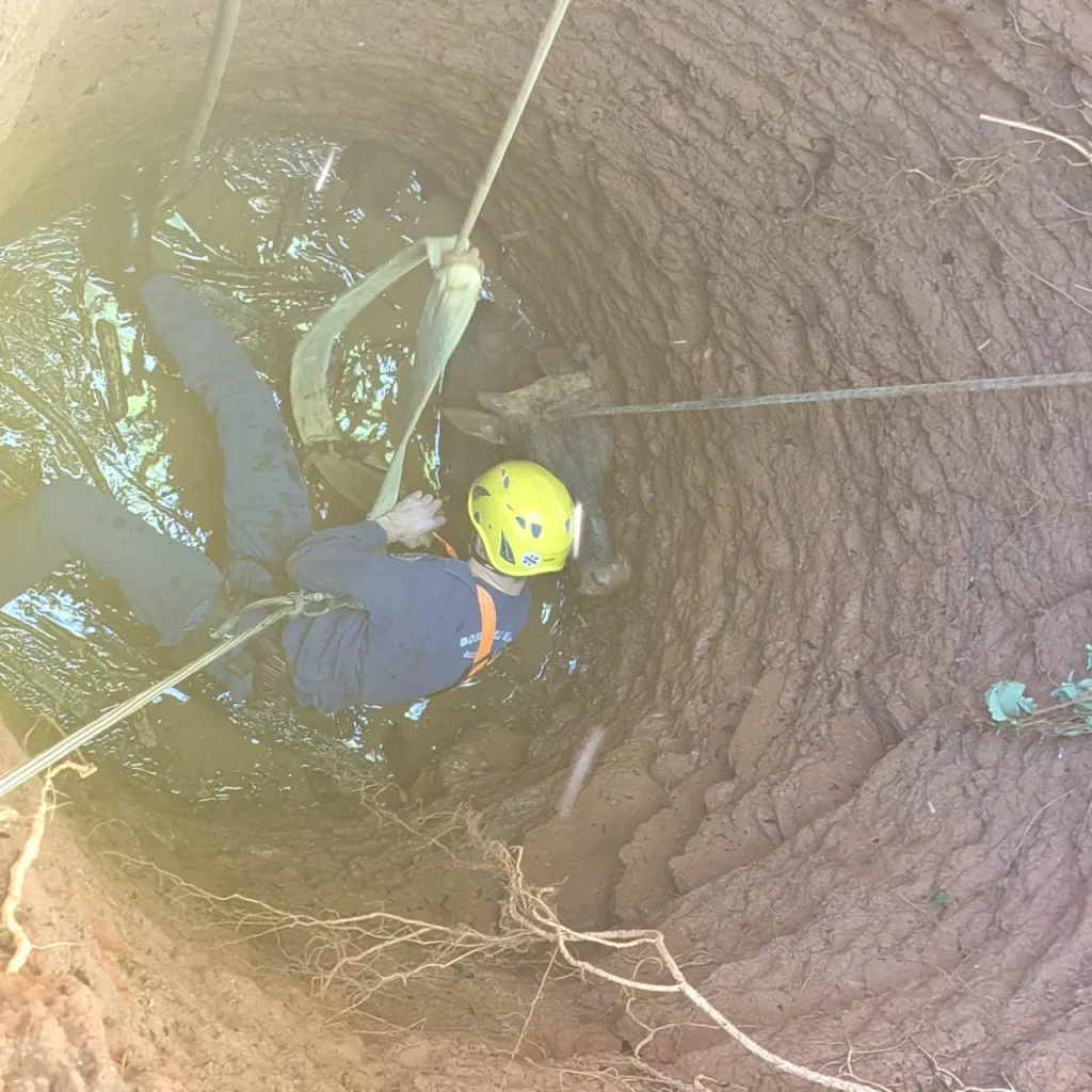 Boi é resgatado de poço em Ipira