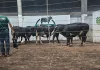 Cerca de 200 animais vendidos no 11º Remate Searaense de Gado Geral
