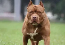 Criança fica gravemente ferida após ataque de pitbull e tutor acaba preso em Xaxim Pitbull