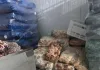 Operação conjunta interdita frigorífico em Coronel Freitas por suspeita de fraude alimentar